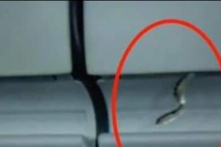 Phát hiện rắn trong hộc hành lý máy bay ở sân bay Tân Sơn Nhất
