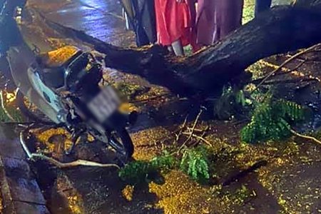 TP.HCM: Đang đi trên đường, người đàn ông bị nhánh cây rơi đè tử vong