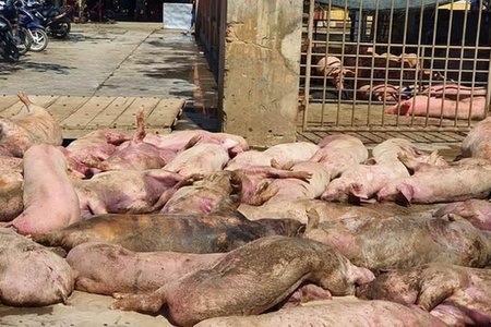 Phát hiện gần 90 con lợn chết bốc mùi hôi thối ngay trước lò mổ