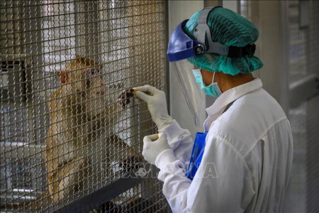 Thái Lan thử nghiệm thành công vaccine ngừa COVID-19 trên khỉ và chuột