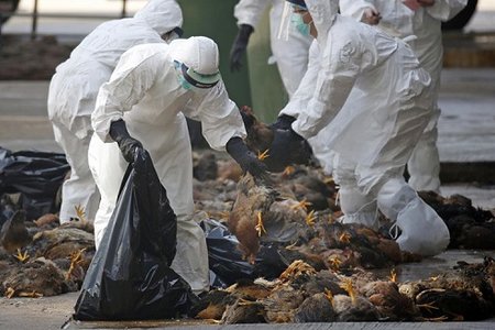 Trung Quốc: Cúm gà H5N1 bùng phát giữa đại dịch virus corona