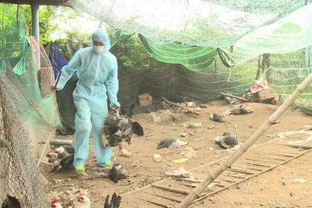 Dịch cúm gia cầm A/H5N6 bùng phát ở 4 tỉnh, thành phố