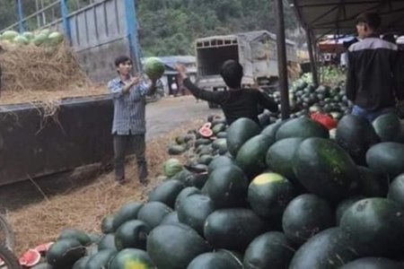 Sao Việt mua hàng trăm ký dưa hấu để ủng hộ người nông dân
