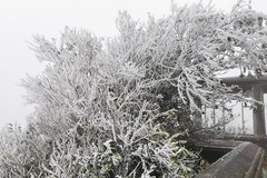 Băng tuyết phủ trắng đỉnh Mẫu Sơn, dù rét buốt du khách vẫn ùn ùn kéo lên tham quan