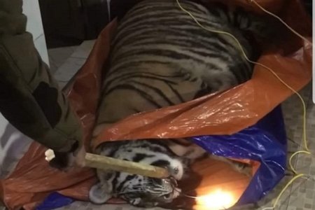 Hà Tĩnh: Phát hiện hổ nặng 250kg trong nhà dân