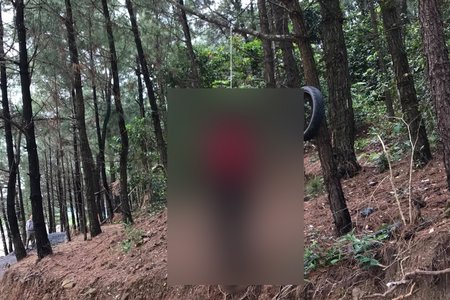 Phát hiện thi thể nam thanh niên treo cổ trên cây thông trong rừng