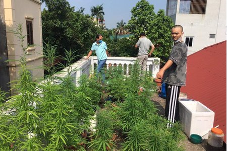 Phát hiện vườn cần sa trồng trái phép trên nóc nhà ở Hà Nội