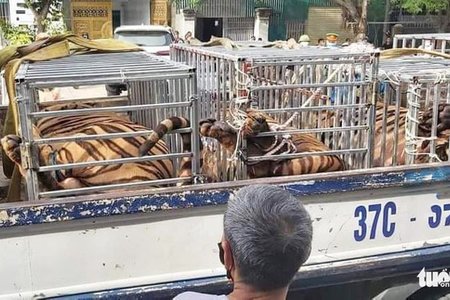 Nghệ An: Phát hiện 17 con hổ được nuôi nhốt trái phép trong nhà dân