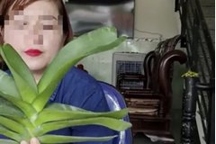Nữ giáo viên livestream bán lan hơn 26 tỷ đồng chưa đăng ký thuế