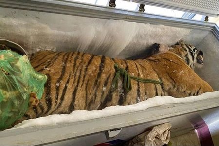 Hà Tĩnh: Phát hiện xác hổ nặng 160kg trong tủ đông lạnh ở nhà dân