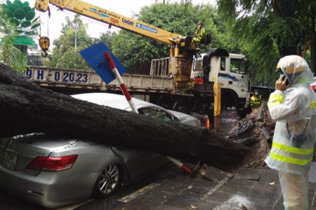 Cây cổ thụ bật gốc, đè bẹp ô tô Camry trong trời mưa lớn ở Hà Nội