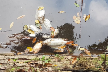 TP.HCM: 2 tấn cá chết hàng loạt trong hồ nước công viên Hoàng Văn Thụ