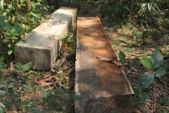 Cán bộ xã bị cách chức vì mua bán, cất giữ gỗ trái phép