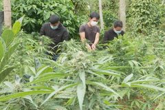 Đắk Lắk: Phát hiện hai hộ gia đình trồng trái phép hơn 600 cây cần sa
