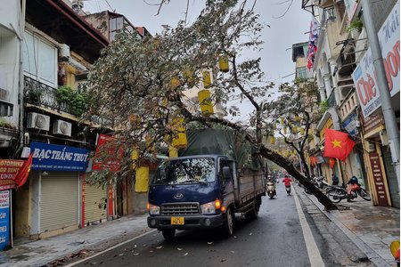 Hà Nội: Cây xanh trên phố cổ bật gốc đè trúng xe tải