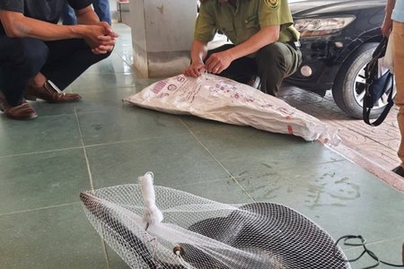 Hà Tĩnh: Phát hiện rắn hổ mang chúa dài hơn 3m bò vào trường học
