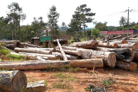 Lâm Đồng: Khởi tố hàng loạt cán bộ 'tiếp tay' cho lâm tặc phá rừng
