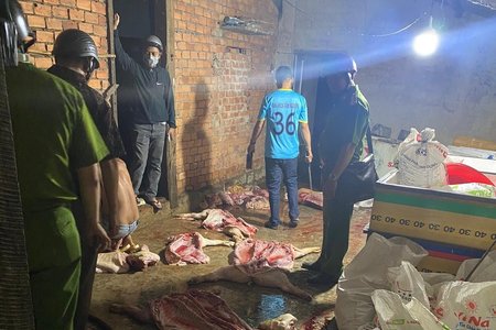 Đắk Nông: Phát hiện gần 1 tấn thịt heo chết bốc mùi hôi thối