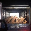 Phát hiện xe ô tô vận chuyển 2 tấn gỗ hương tía không rõ nguồn gốc ở Quảng Trị