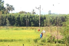 Quảng Nam: Phát hiện thi thể người đàn ông nằm bên trụ điện giữa cánh đồng