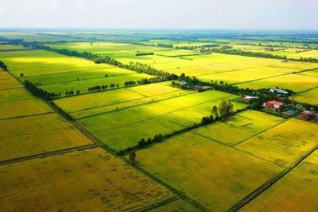 Sửa quy định về sử dụng kinh phí bảo vệ, phát triển đất trồng lúa