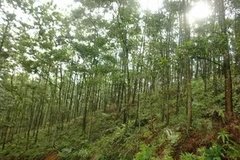 Quảng Ninh: Phát hiện thi thể đang phân hủy trong rừng