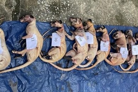 Quảng Nam: Triệt phá đường dây vận chuyển 250 kg thú rừng trái phép