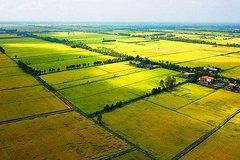 Quy định mới về sử dụng kinh phí hỗ trợ bảo vệ, phát triển đất trồng lúa