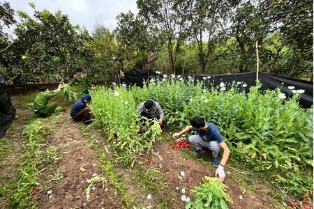 Tạm giữ đối tượng trồng hơn 2.000 cây thuốc phiện trong vườn nhà ở Bắc Giang