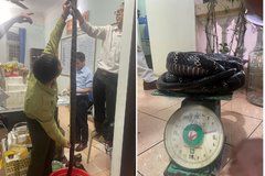 Khởi tố nam thanh niên bán bình rượu rắn hổ chúa ở Hải Phòng