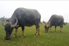 Bắt tạm giam đối tượng từ Cần Thơ lên Long An trộm 7 con trâu