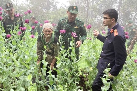Khởi tố vụ án trồng 600 cây thuốc phiện ở Cao Bằng