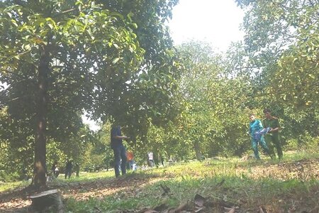 TP.HCM: Người phụ nữ bị sát hại trong vườn trái cây ở Củ Chi