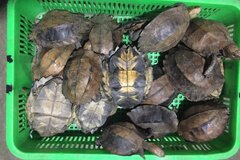 Hai đối tượng buôn bán rùa quý hiếm bị phạt 13 năm tù