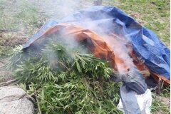 Bình Thuận: Bắt 3 đối tượng trồng 900 cây cần sa trên Núi Bể