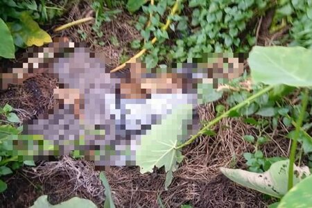Điện Biên: Người dân phát hiện một bộ xương người trong vườn cà phê