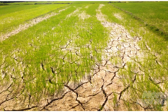 Thủ tướng Chính phủ yêu cầu ứng phó với nguy cơ hạn hán, thiếu nước, xâm nhập mặn