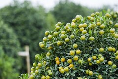 Ngôi làng trồng quất ở Nam Định vượt lên khó khăn để gìn giữ và phát triển nghề truyền thống