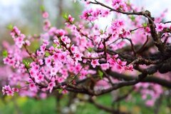 Mùa xuân đất nước khát vọng rồng bay