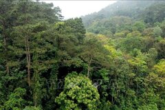 Tăng cường công tác quản lý, bảo vệ và phát triển rừng