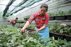 Tháo gỡ khó khăn cho hoạt động xuất khẩu dược liệu