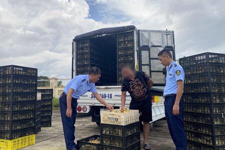Quảng Ninh: Thu giữ hơn 20.000 con vịt giống không rõ nguồn gốc