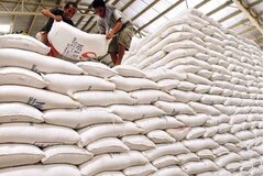 Đấu thầu mua gạo dự trữ quốc gia qua mạng, bảo đảm minh bạch, công bằng