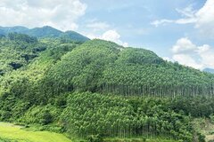 Sửa quy định về kinh phí thực hiện Chương trình Phát triển lâm nghiệp bền vững