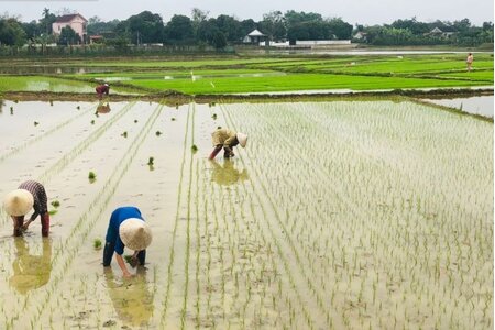 Theo quy định mới nhất, đất nông nghiệp hết hạn sử dụng có bị thu hồi không?
