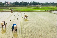Theo quy định mới nhất, đất nông nghiệp hết hạn sử dụng có bị thu hồi không?