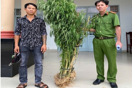 Phát hiện đối tượng trồng trái phép cây cần sa ở Đồng Nai