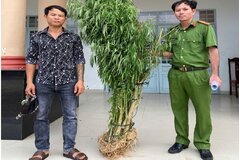 Phát hiện đối tượng trồng trái phép cây cần sa ở Đồng Nai