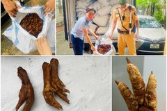 Phát hiện, thu giữ hơn 1,4 tấn chân gà không rõ nguồn gốc