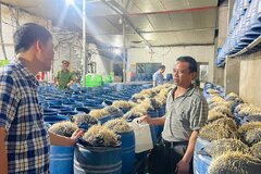 Khởi tố 3 đối tượng dùng hóa chất độc hại để sản xuất giá đỗ